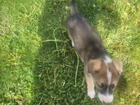 Spunky, a male Collie and German Shepherd Dog for sale in Indianapolis, IN – Photo 7 of 7