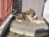 Spunky, a male Collie and German Shepherd Dog for sale in Indianapolis, IN – Photo 2 of 7