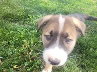 Spunky, a male Collie and German Shepherd Dog for sale in Indianapolis, IN – Photo 5 of 7