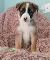 Rita, a female Collie and German Shepherd Dog for sale in Indianapolis, IN – 8 of 8