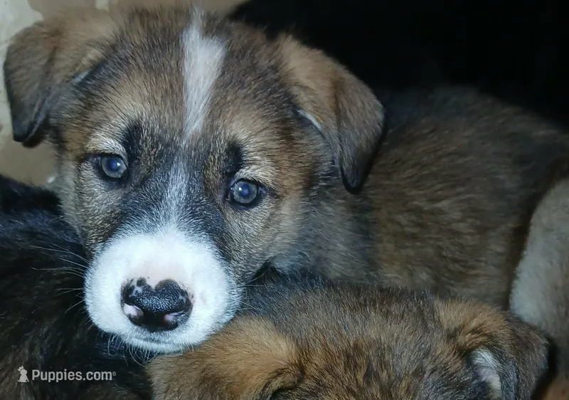Spunky – Collie, German Shepherd Dog puppy for sale in Indianapolis, IN