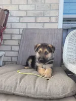 Archie, a male Collie and German Shepherd Dog for sale in Indianapolis, IN – Photo 4 of 6