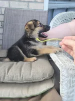 Archie, a male Collie and German Shepherd Dog for sale in Indianapolis, IN – Photo 3 of 6