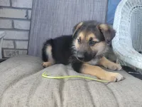 Archie, a male Collie and German Shepherd Dog for sale in Indianapolis, IN – Photo 6 of 6