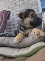 Archie, a male Collie and German Shepherd Dog for sale in Indianapolis, IN – Photo 2 of 6