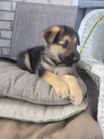 Archie, a male Collie and German Shepherd Dog for sale in Indianapolis, IN – Photo 5 of 6