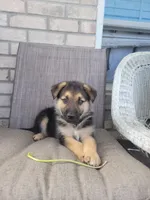 Archie, a male Collie and German Shepherd Dog for sale in Indianapolis, IN – Photo 1 of 6