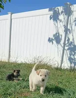 Carmel, a male Collie and German Shepherd Dog for sale in Indianapolis, IN – 4 of 7