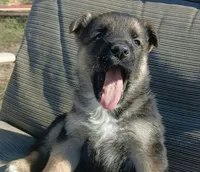 Max, a male Collie and German Shepherd Dog for sale in Indianapolis, IN – 4 of 7
