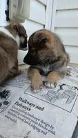 Almond Joy, a female Collie and German Shepherd Dog for sale in Indianapolis, IN – 5 of 7
