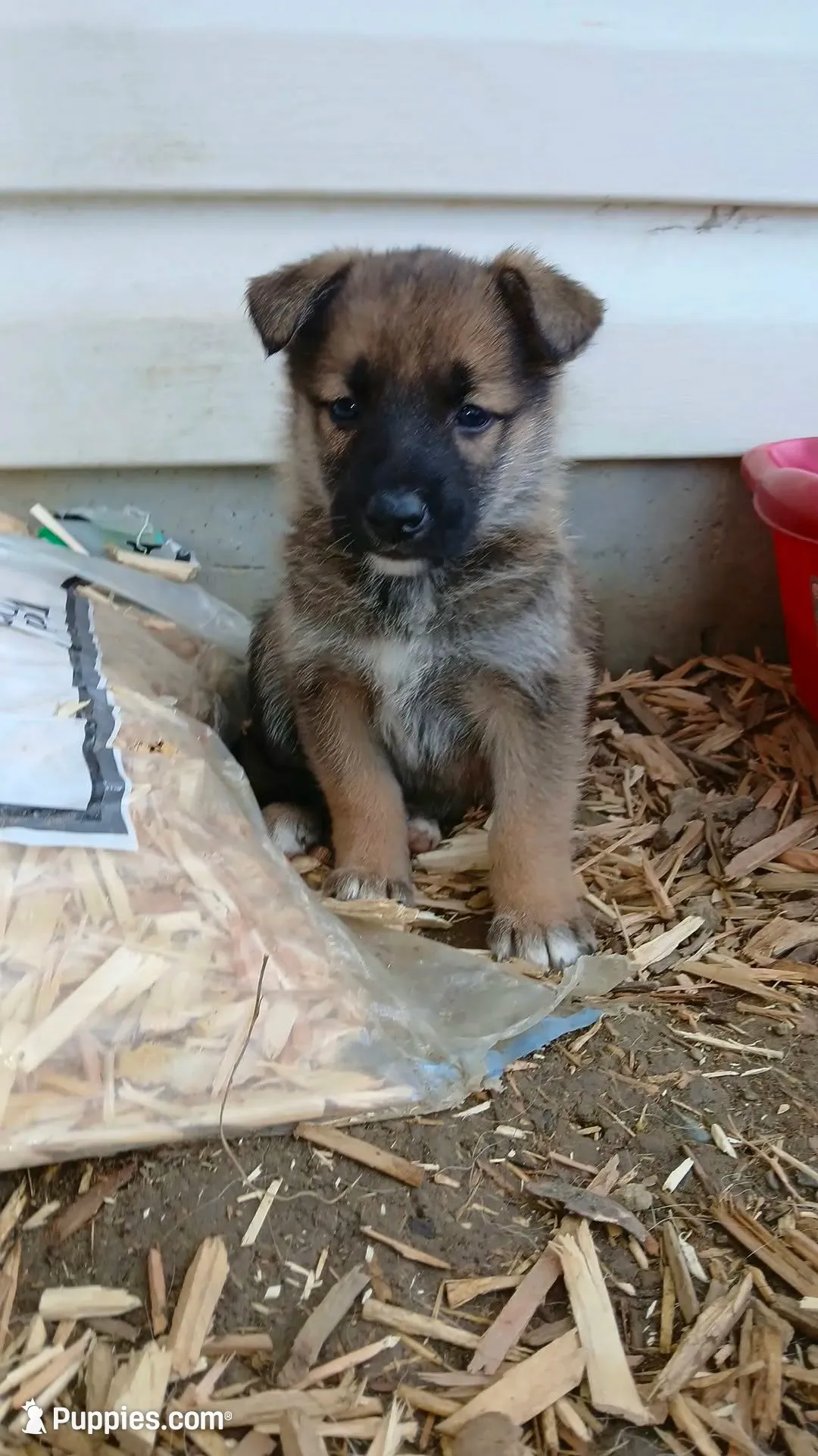 Almond Joy, a female Collie and German Shepherd Dog for sale in Indianapolis, IN – 1 of 7