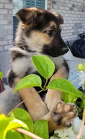 Beauty , a female Collie and German Shepherd Dog for sale in Indianapolis, IN – 7 of 7