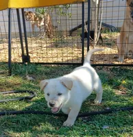 Snowball, a male Collie and German Shepherd Dog for sale in Indianapolis, IN – 6 of 6