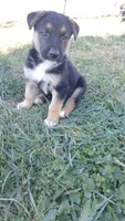 Rex, a male Collie and German Shepherd Dog for sale in Indianapolis, IN – 7 of 9