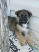 Brownie, a male Collie and German Shepherd Dog for sale in Indianapolis, IN – 5 of 9