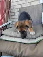 Jewel, a female Collie and German Shepherd Dog for sale in Indianapolis, IN – Photo 6 of 6