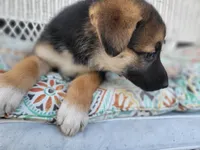 Jewel, a female Collie and German Shepherd Dog for sale in Indianapolis, IN – Photo 5 of 6