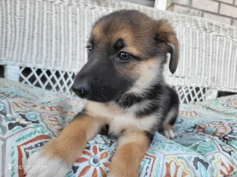 Jewel – Collie, German Shepherd Dog puppy on hold in Indianapolis, IN