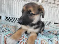 Jewel, a female Collie and German Shepherd Dog for sale in Indianapolis, IN – Photo 1 of 6