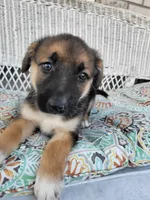 Jewel, a female Collie and German Shepherd Dog for sale in Indianapolis, IN – Photo 3 of 6