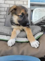 Jewel, a female Collie and German Shepherd Dog for sale in Indianapolis, IN – Photo 2 of 6