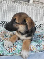 Jewel, a female Collie and German Shepherd Dog for sale in Indianapolis, IN – Photo 4 of 6