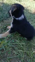 Rex, a male Collie and German Shepherd Dog for sale in Indianapolis, IN – 9 of 9