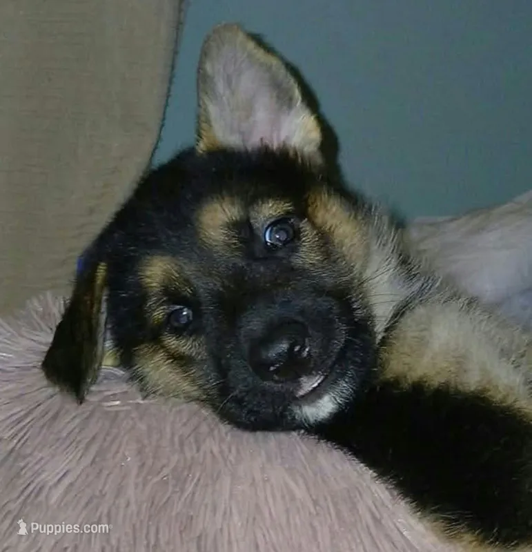 Melody – Collie, German Shepherd Dog puppy for sale in Indianapolis, IN