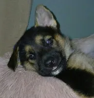 Melody, a female Collie and German Shepherd Dog for sale in Indianapolis, IN – 1 of 7