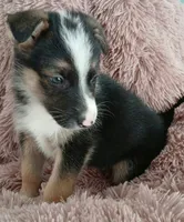 Diamond, a male Collie and German Shepherd Dog for sale in Indianapolis, IN – 5 of 9