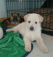 Carmel, a male Collie and German Shepherd Dog for sale in Indianapolis, IN – 6 of 7
