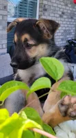 Beauty , a female Collie and German Shepherd Dog for sale in Indianapolis, IN – 4 of 7