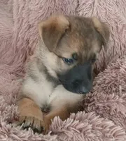 Buttercup, a female Collie and German Shepherd Dog for sale in Indianapolis, IN – 2 of 9
