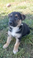 Rex, a male Collie and German Shepherd Dog for sale in Indianapolis, IN – 6 of 9