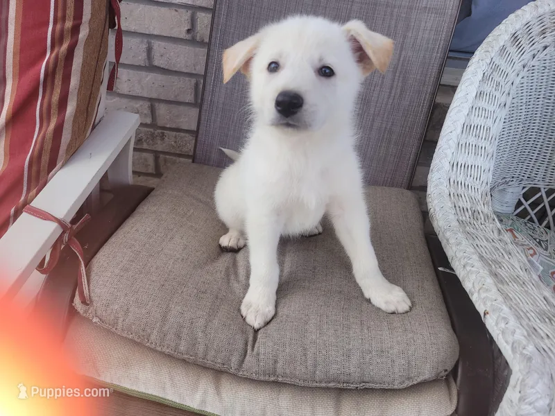 Polar – Collie, German Shepherd Dog puppy for sale in Indianapolis, IN