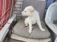 Polar, a male Collie and German Shepherd Dog for sale in Indianapolis, IN – Photo 5 of 7