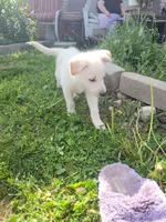 Polar, a male Collie and German Shepherd Dog for sale in Indianapolis, IN – Photo 4 of 7