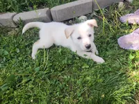 Polar, a male Collie and German Shepherd Dog for sale in Indianapolis, IN – Photo 7 of 7