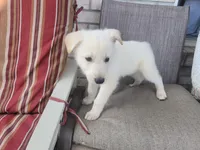 Polar, a male Collie and German Shepherd Dog for sale in Indianapolis, IN – Photo 3 of 7