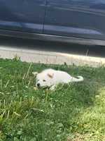Polar, a male Collie and German Shepherd Dog for sale in Indianapolis, IN – Photo 2 of 7