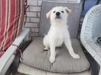 Polar, a male Collie and German Shepherd Dog for sale in Indianapolis, IN – Photo 6 of 7