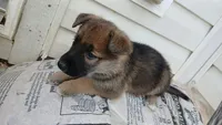 Almond Joy, a female Collie and German Shepherd Dog for sale in Indianapolis, IN – 6 of 7