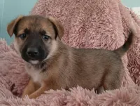 Buttercup, a female Collie and German Shepherd Dog for sale in Indianapolis, IN – 9 of 9