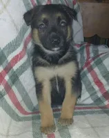 Margo, a female Collie and German Shepherd Dog for sale in Indianapolis, IN – 8 of 8