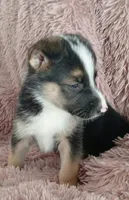 Diamond, a male Collie and German Shepherd Dog for sale in Indianapolis, IN – 9 of 9