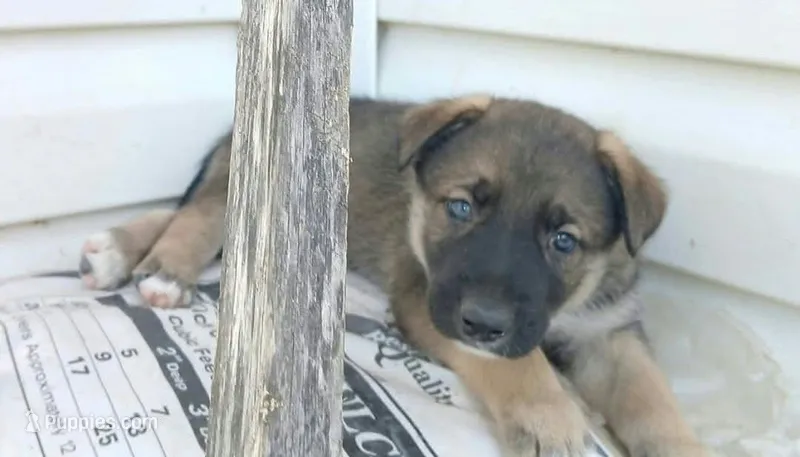 Brownie – Collie, German Shepherd Dog puppy for sale in Indianapolis, IN