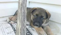 Brownie, a male Collie and German Shepherd Dog for sale in Indianapolis, IN – 1 of 9