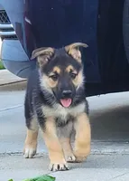 Beauty , a female Collie and German Shepherd Dog for sale in Indianapolis, IN – 3 of 7