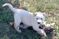 Snowball, a male Collie and German Shepherd Dog for sale in Indianapolis, IN – 3 of 6