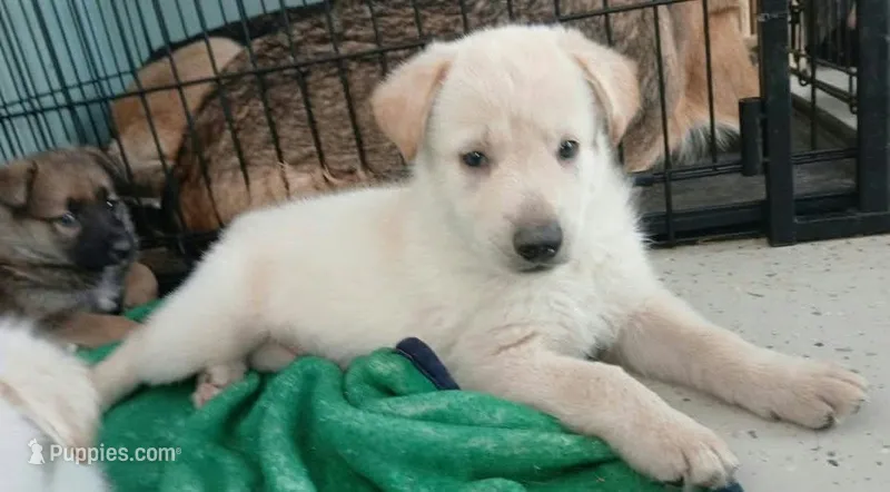 Carmel – Collie, German Shepherd Dog puppy for sale in Indianapolis, IN